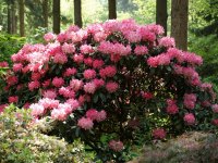 Fahrradtour zum Rhododendronpark Bruns in Gristede Fahrradtour zum Rhododendronpark Bruns in Gristede