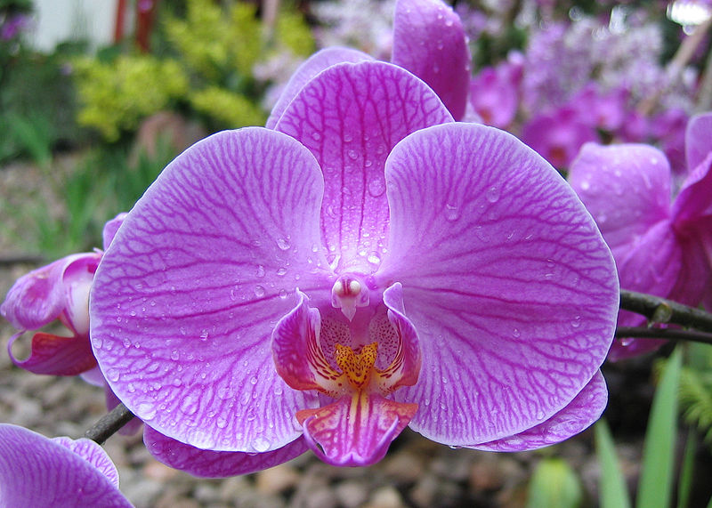 File:Phaedriel's-orchid.jpeg