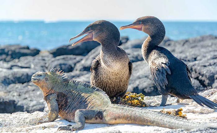 Meet exotic wildlife in a customized tour of the Galapagos Islands and Ecuador