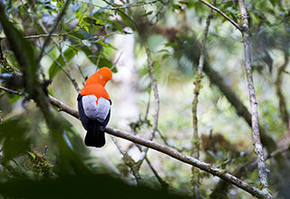 peru-manu-description-02