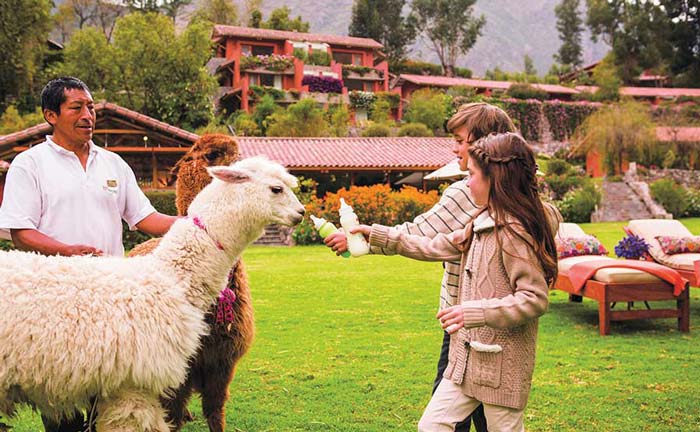 Feeding a llama on one of our family tours of Peru