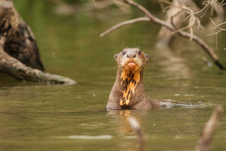 The Giant River Otter - Tambopata National Reserve kuoda-blog-amazon-giant-river-otter