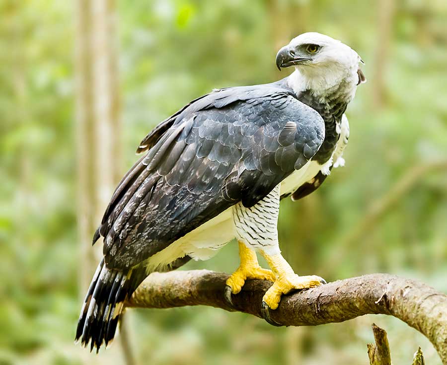 The Harpy Eagle - A Main Predator That Comes From Above kuoda-blog-amazon-predators-harpy-eagle