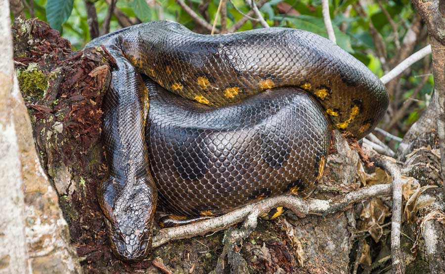 The Anaconda Snake in the Tambopata National Reserve kuoda-blog-anaconda-amazon-top-predators-photograph-featured