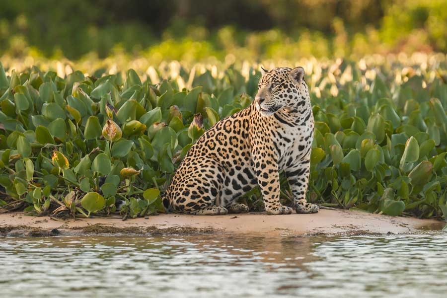 The Elusive Jaguar in the Amazon Rainforest kuoda-blog-jaguar-amazon-predator