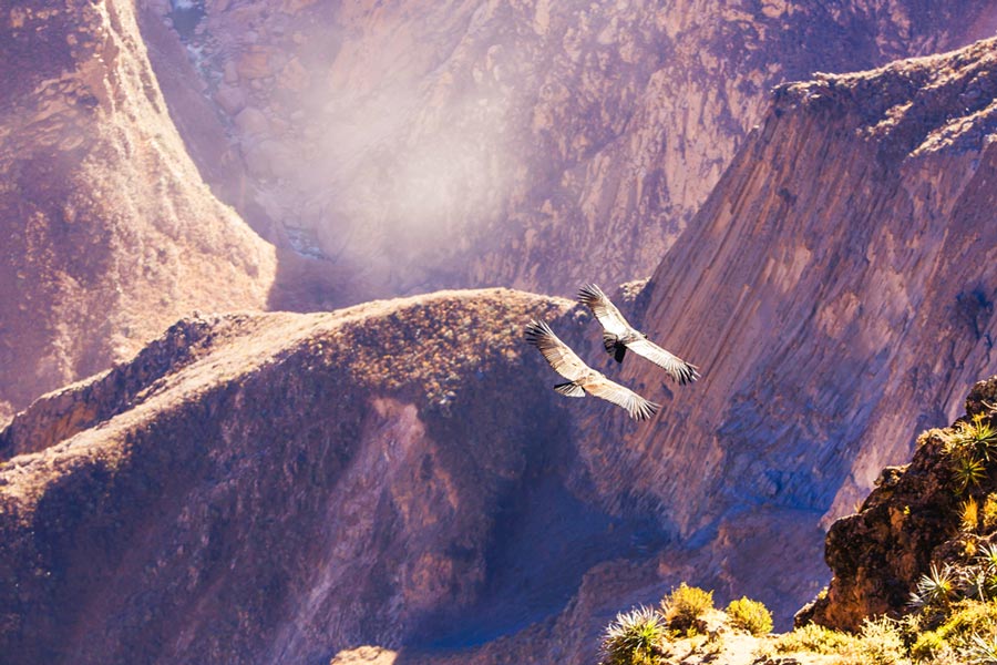 Andean Condors flying over the Colca canyon