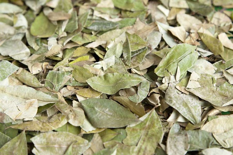 Coca Leaves in Peru kuoda-blog-altitude-down-how-prevent-soroche-coca-leaves
