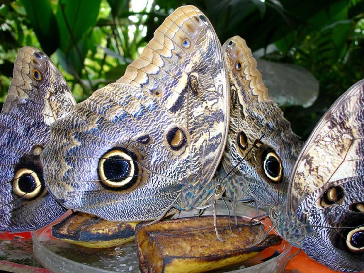 The Butterfly farm in Iquitos kuoda-blog-arequipa-vs-iquitos-butterflies-eyes