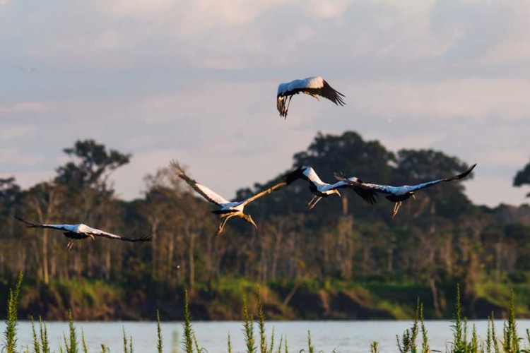 Pacaya Samiria National Reserve kuoda-blog-arequipa-vs-iquitos-pacaya-samiria