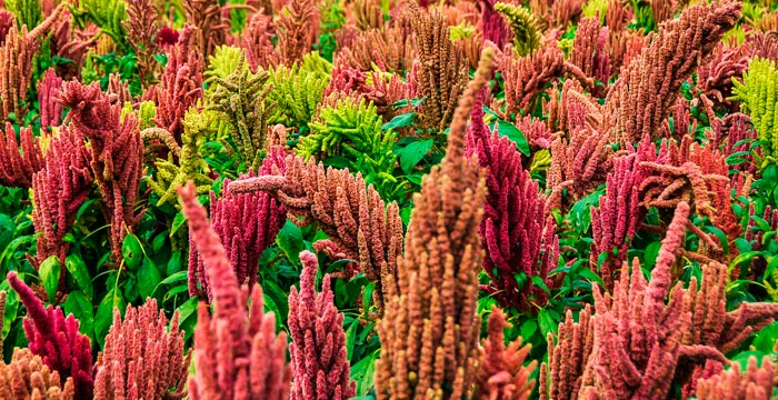 quinoa-food-vitality