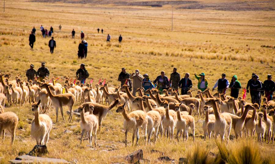 Vicuñas in Ayacucho Peru during the Chaccu Festival kuoda-blog-chaccu-ritual-protect-vicuna6