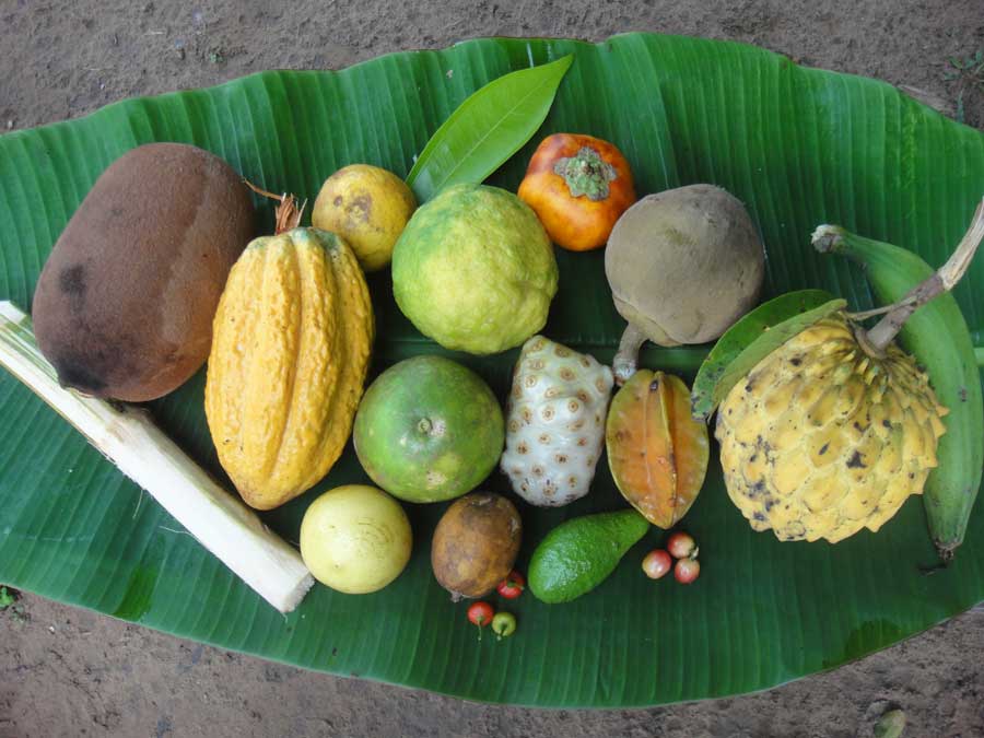 Peruvian fruit from the Amazon Rainforest kuoda-blog-ban-on-gmo-in-peru