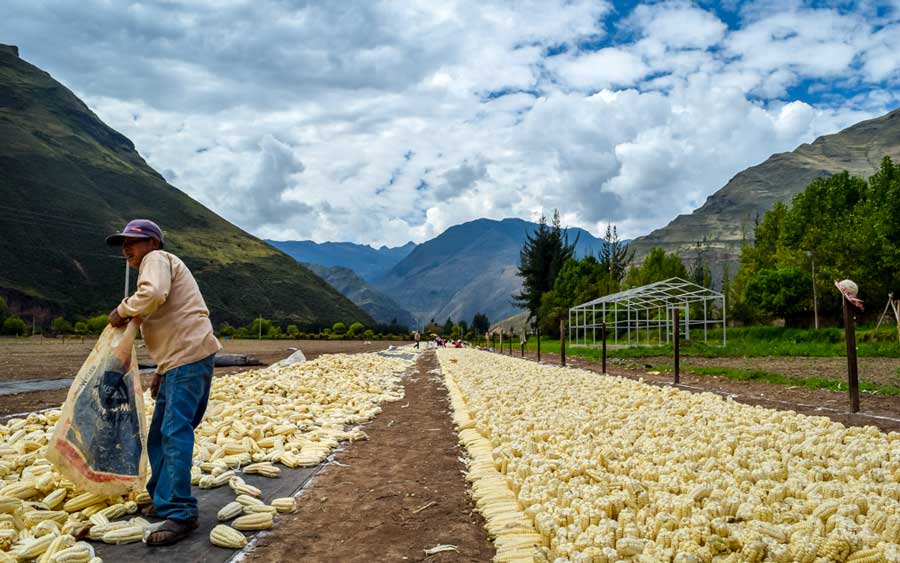 Giant White Corn in Peru kuoda-blog-ban-on-gmo-in-peru3